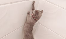 猫咪成人短视频,猫咪短视频里的欢乐时光